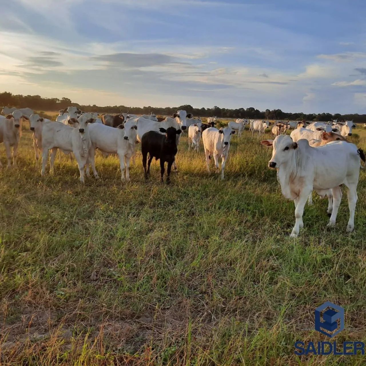 Fazenda em Corumbá MS, 7.000 hectares. - Foto 2