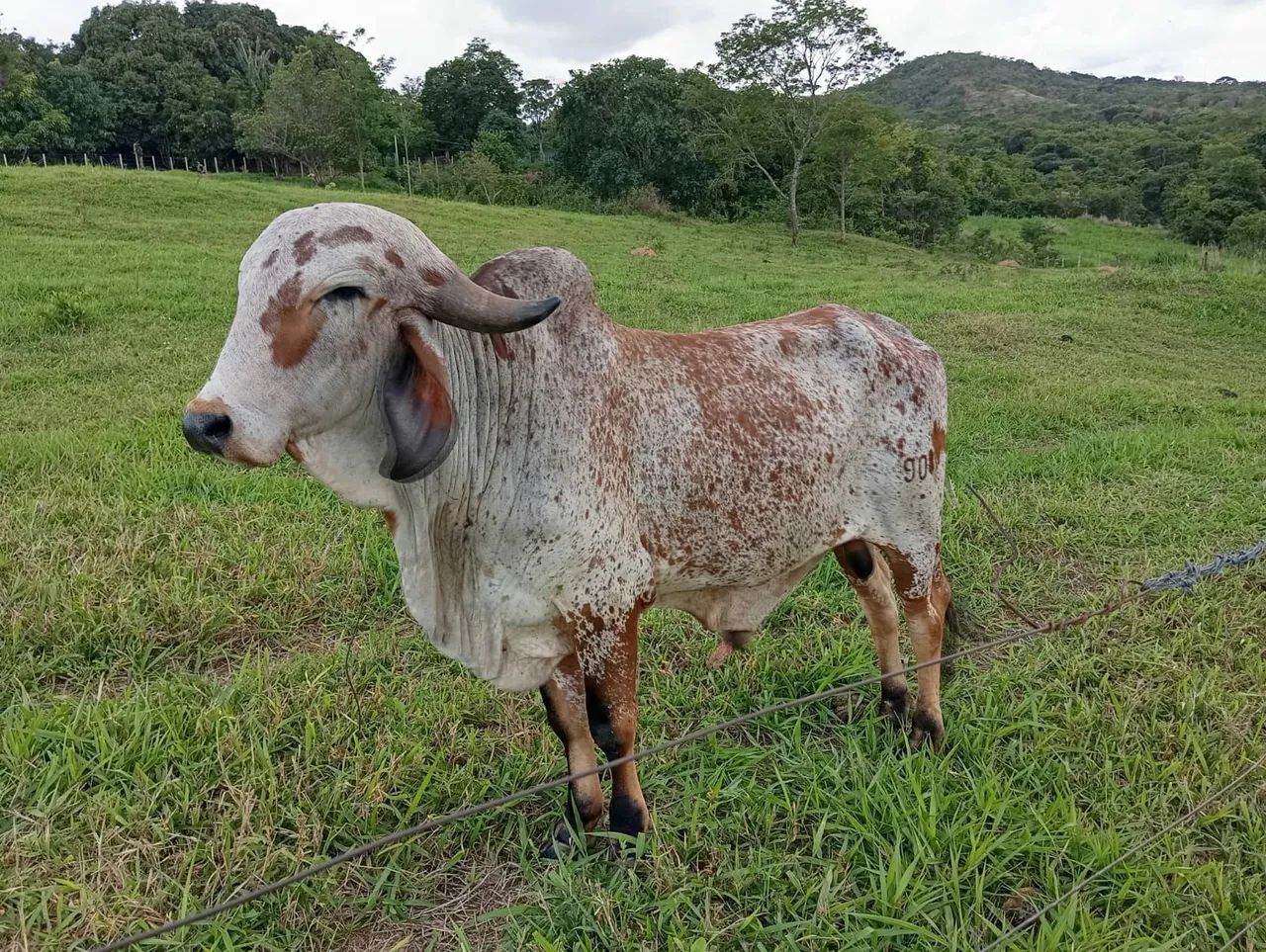 Touro e Novilhas Gir Leiteiro  - Foto 2