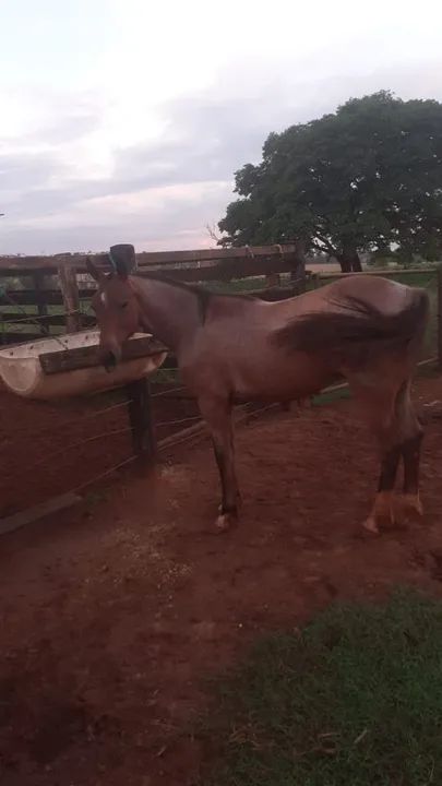 Potro Quarto rosilho  - Foto 5