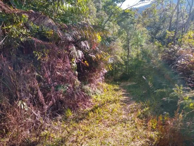 Terreno Rural de 30 hectares em Anitapolis - Foto 2