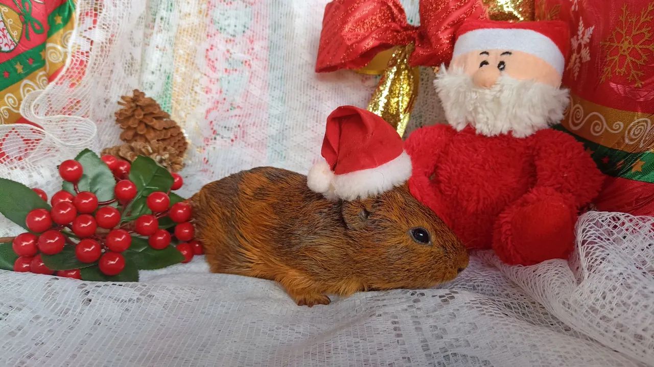 Porquinho da índia macho  - Foto 2