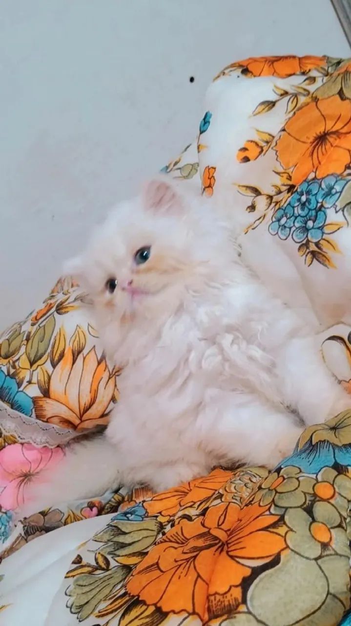 Filhote fêmea gato persa 