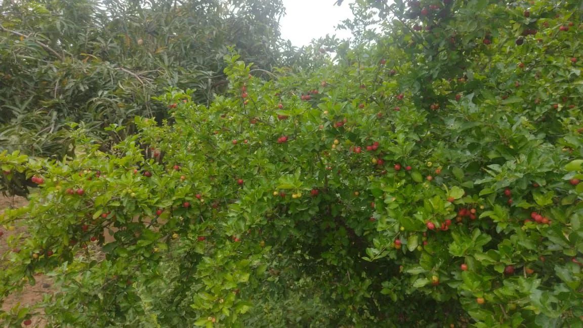 Chácara com preço de oportunidade!!! - Foto 2