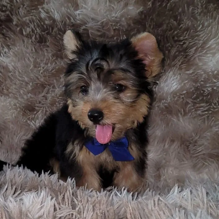 Filhote Yorkshire Terrier ( pai micro)