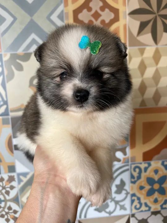 Filhote de Spitz Alemão  - Foto 5