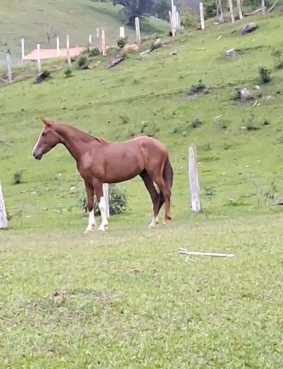 Potra mm registrada  - Foto 2