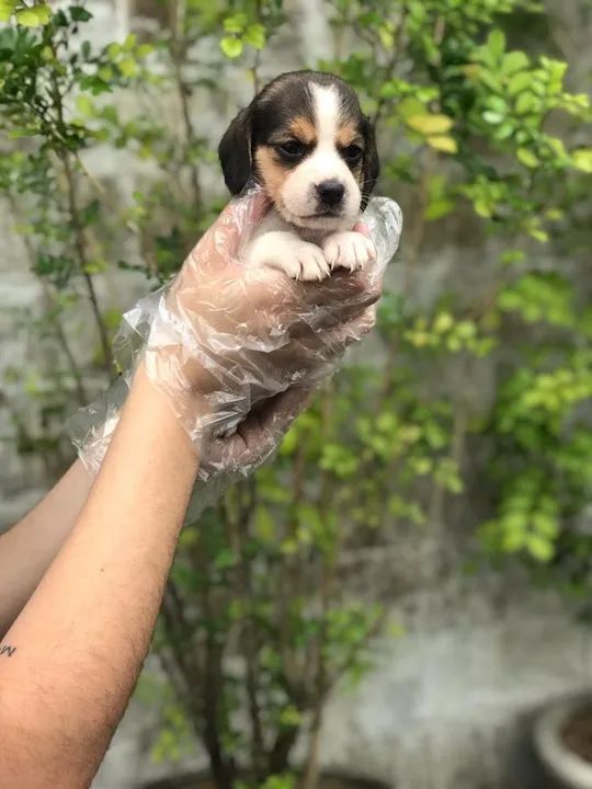 Beagle trabalhamos com mais de 20 raças.