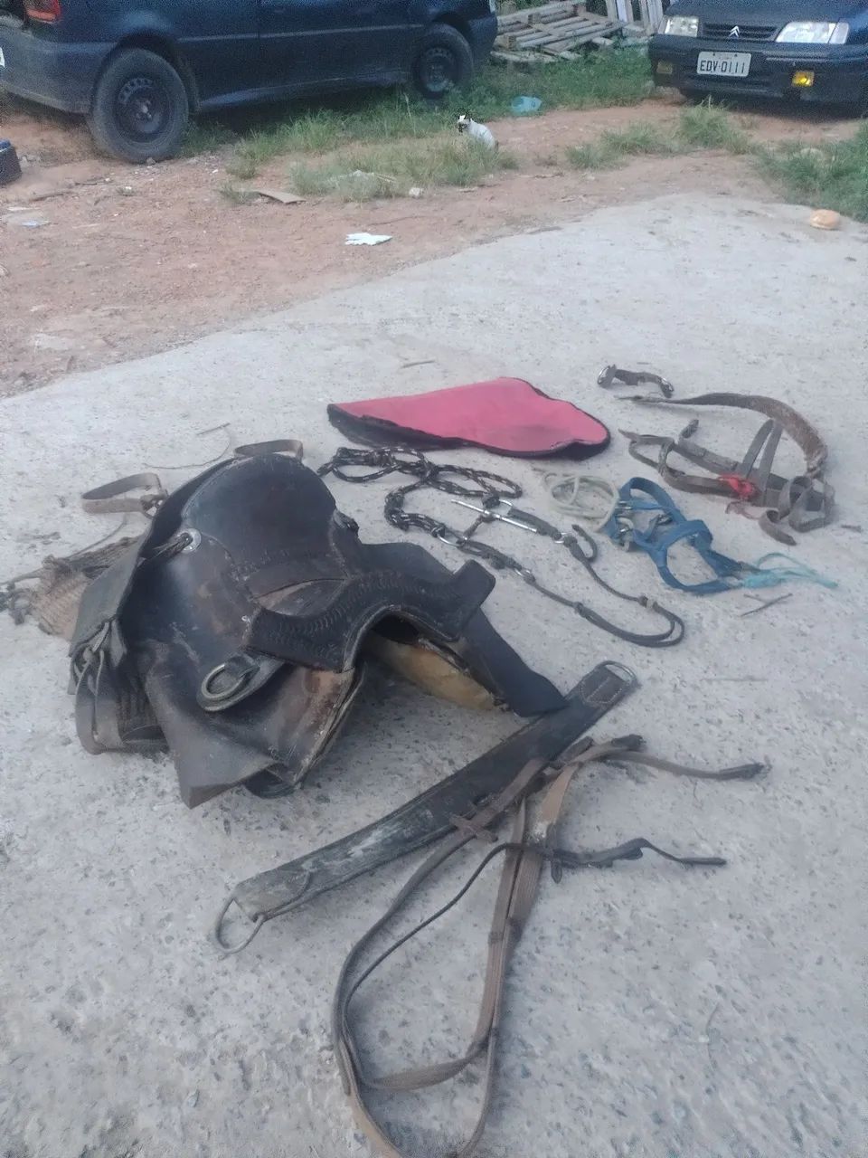 Cultiano de chifre  - Foto 2