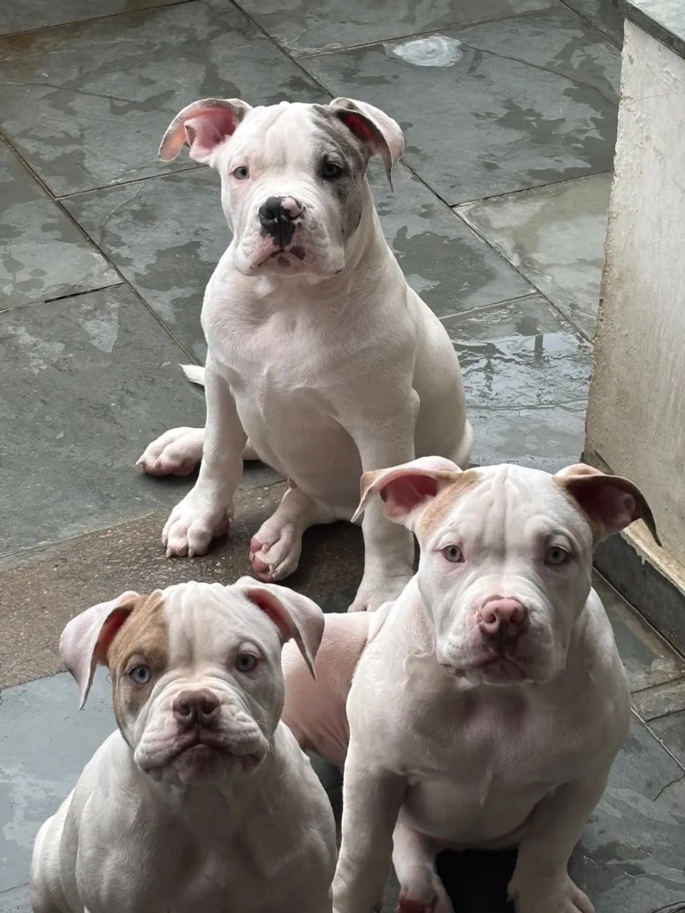 Filhote de Bulldog Americano - Olhos Azuis - Foto 2