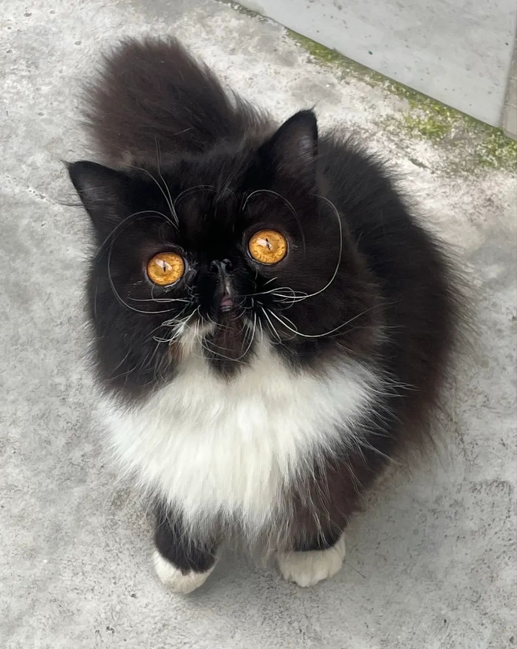 Filhotes de gato persa com predigree  - Foto 4