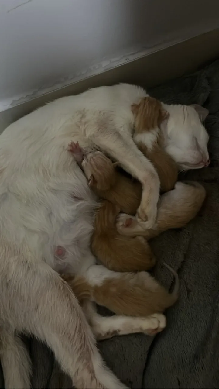 Doa-se gatinhos 