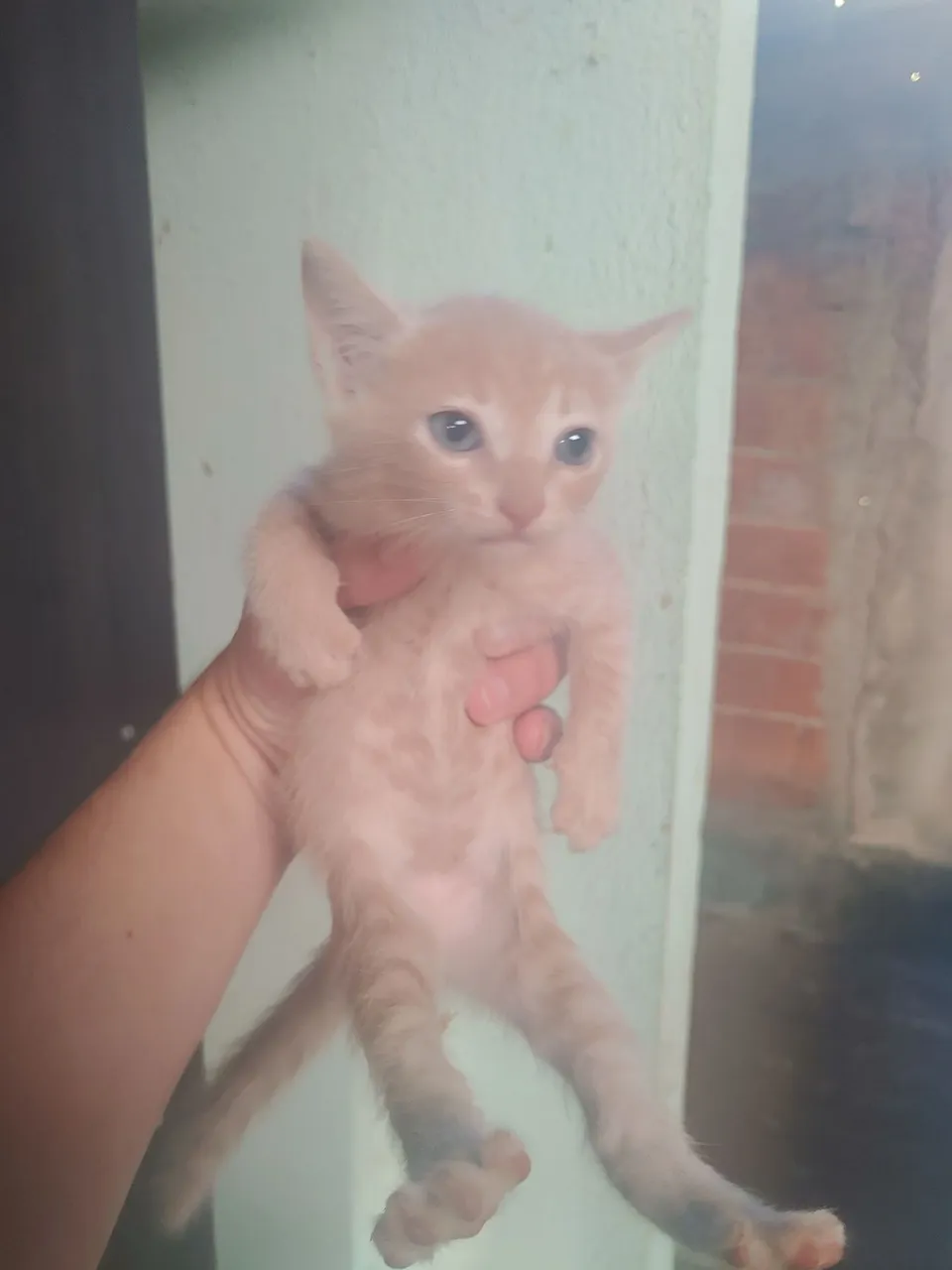 Gatinhos filhotes para doaçao