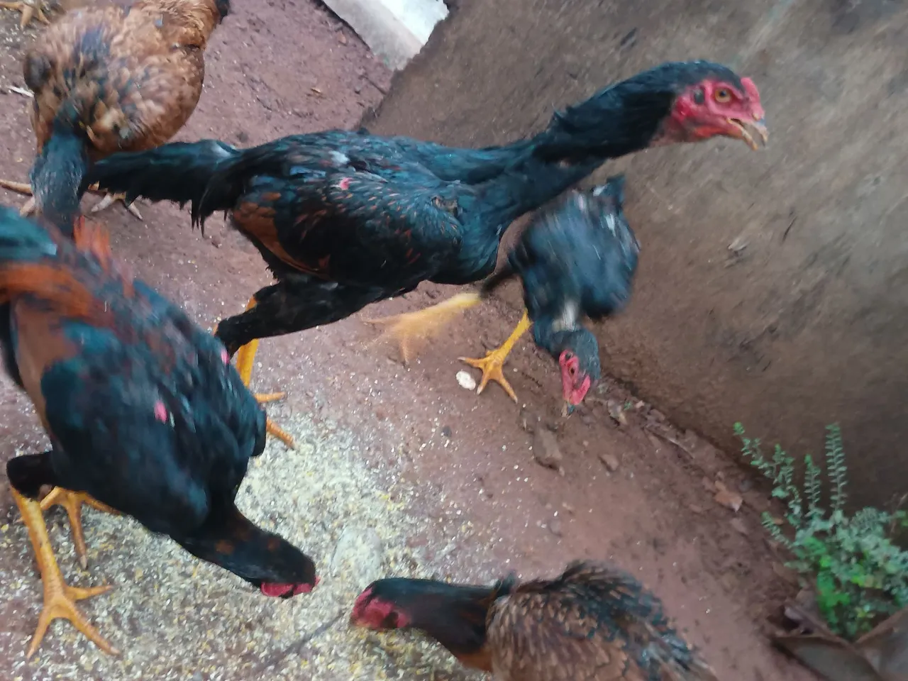 Frango índio