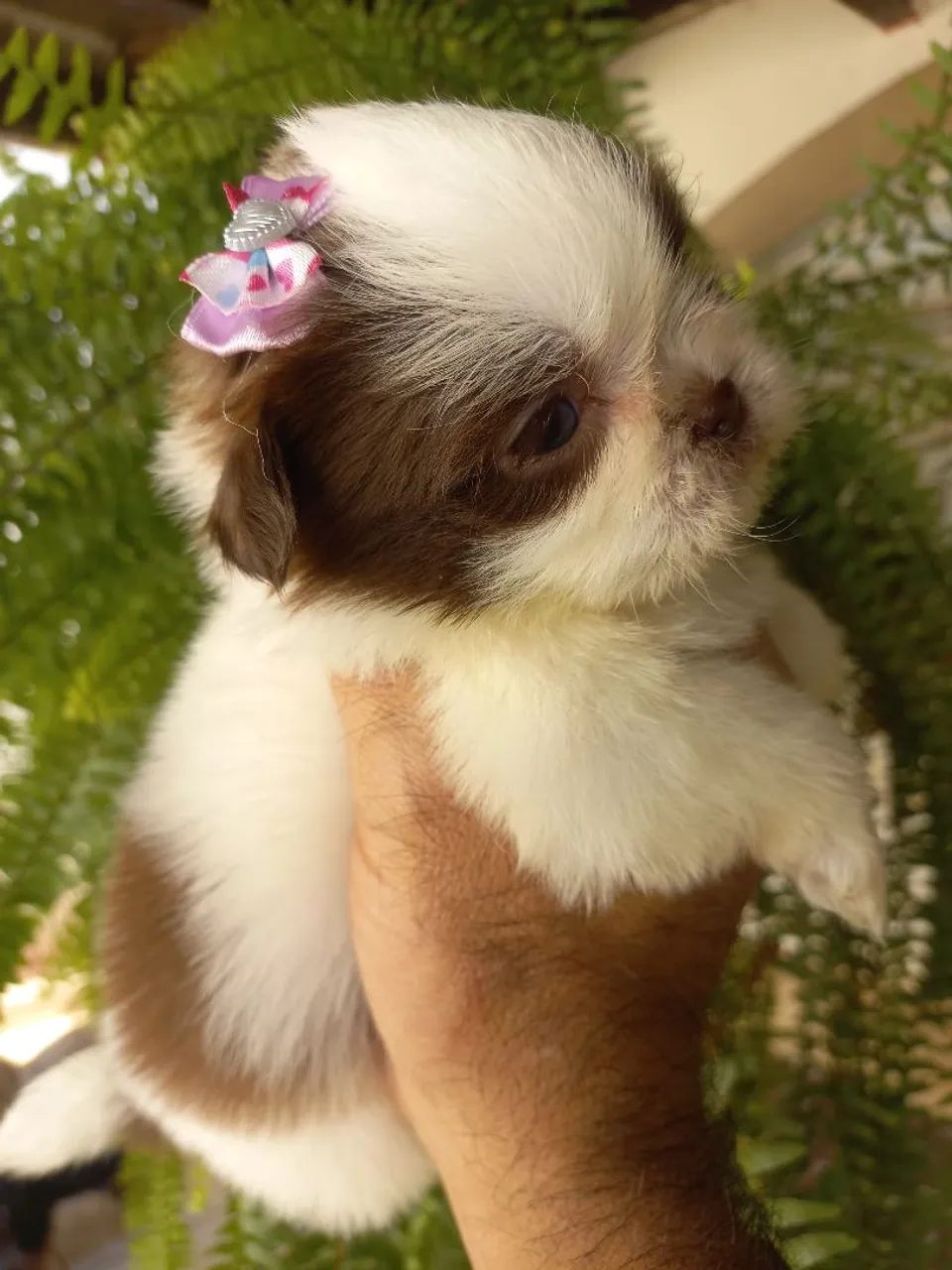 Filhote de Shih Tzu mini fêmeas olhos verdes