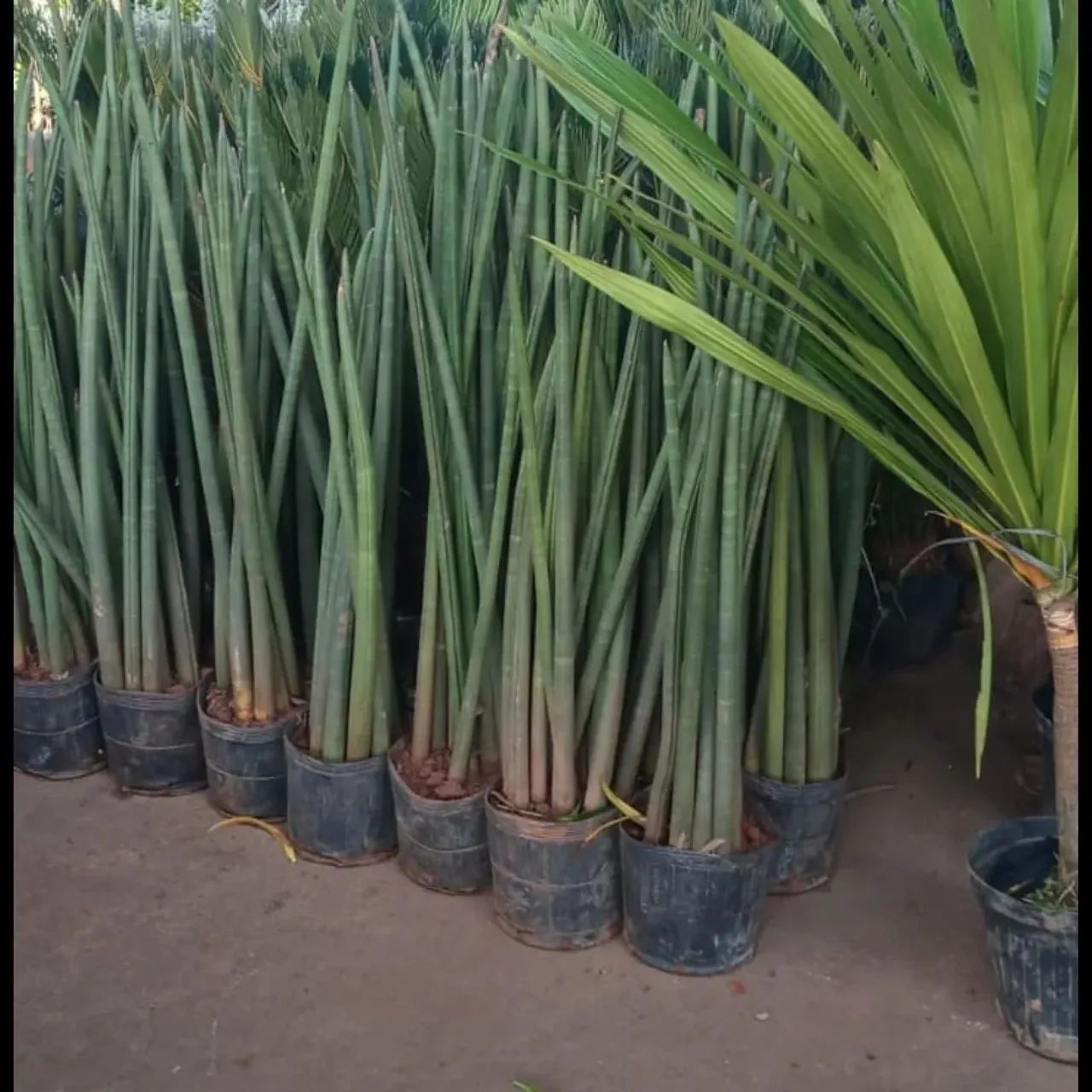 Plantas grandes e lindas com entrega a domicilio  - Foto 4