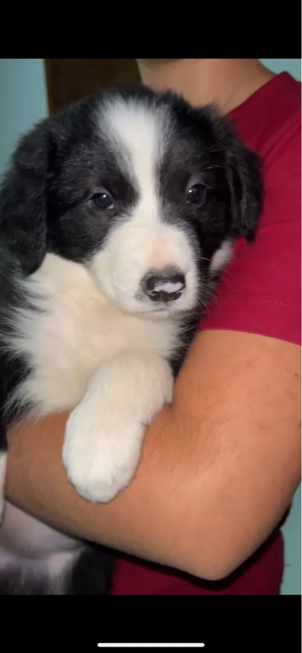 Filhote de Border Collie