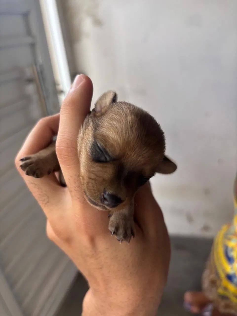 Filhote de cachorro pincher  - Foto 2