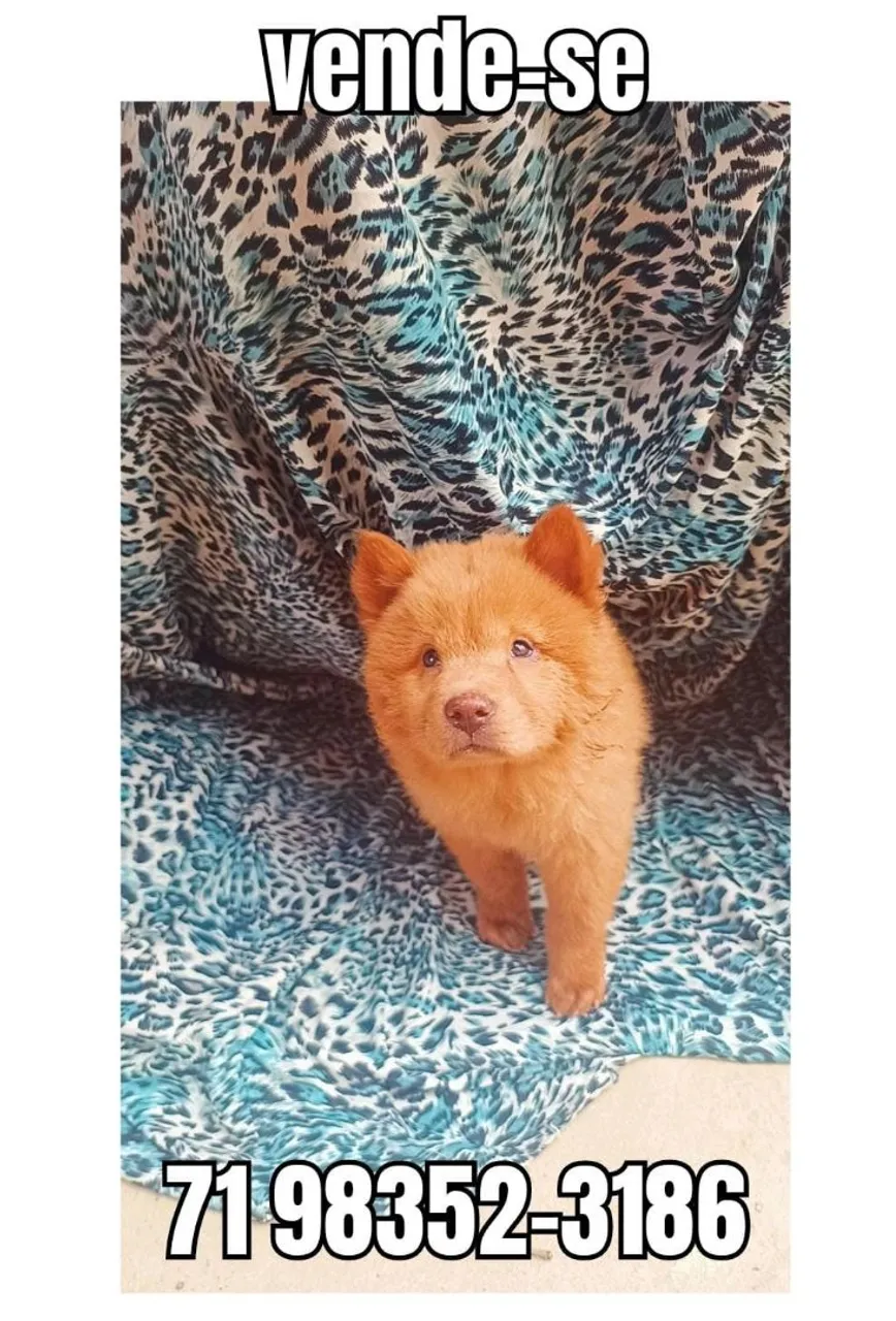 Filhotes Chow Chow para vender