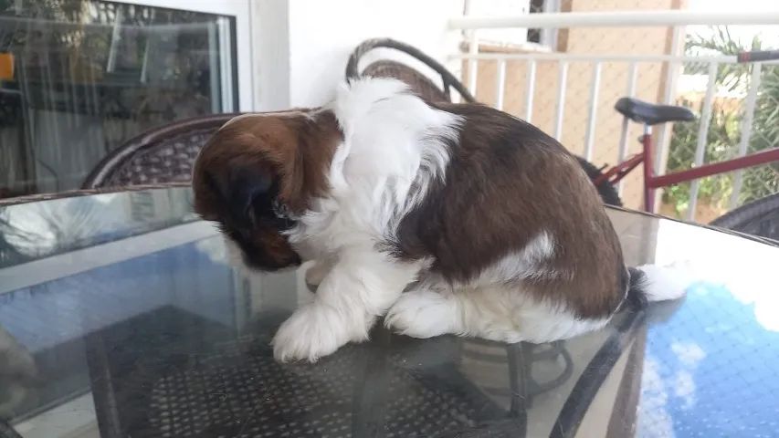 Filhotes de shitzu - Foto 3