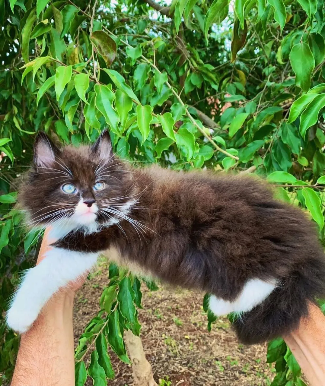 Gata MAINE COON