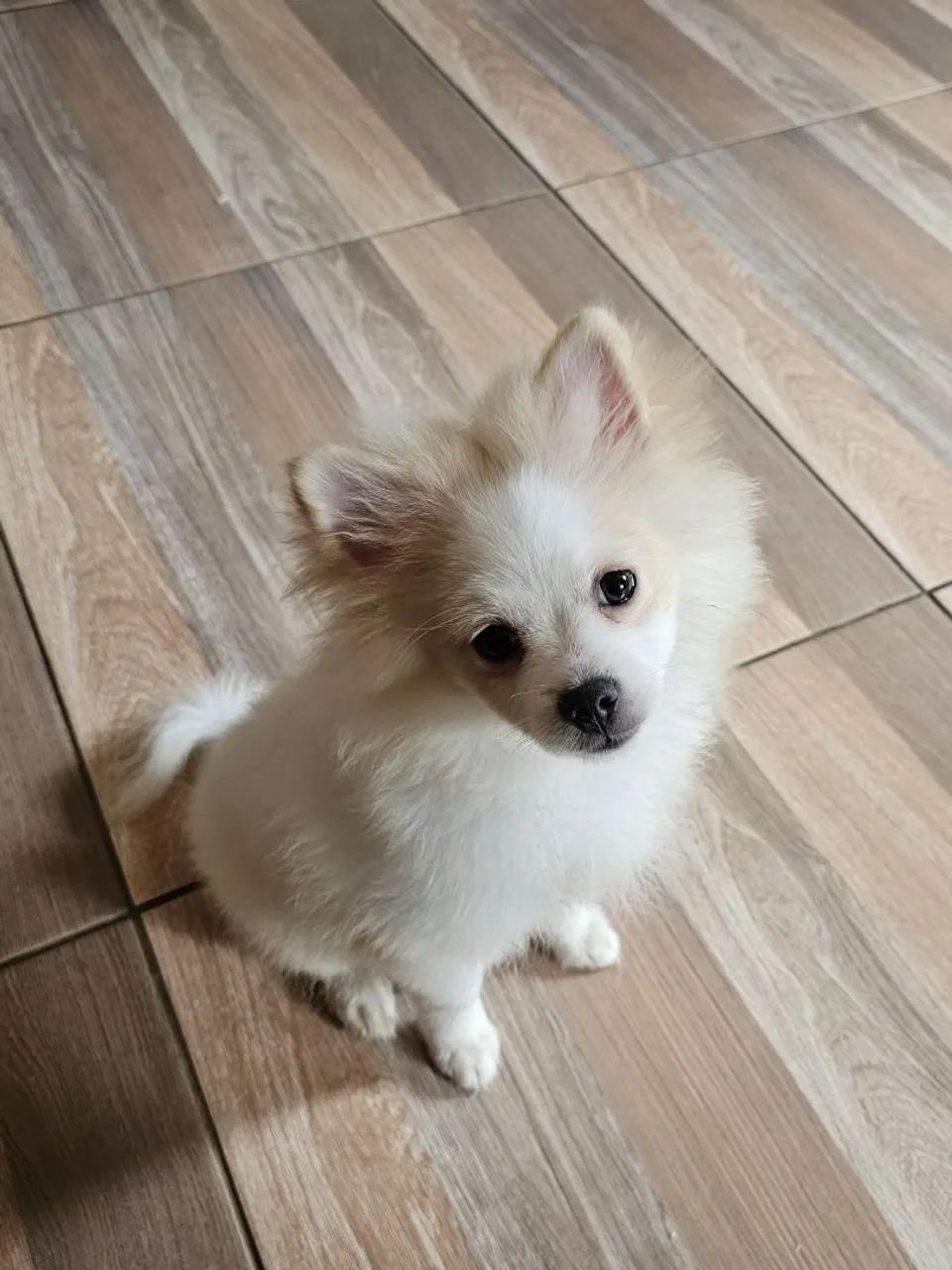 Spitz alemão  - Foto 2