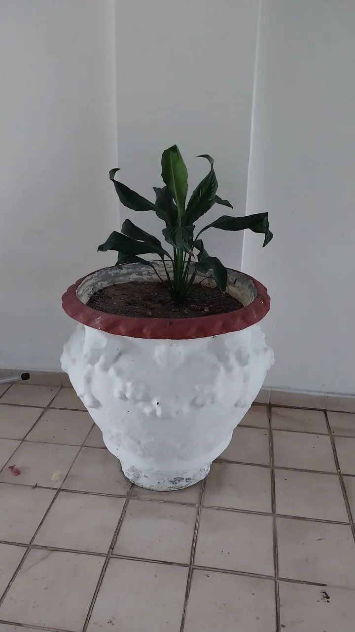 Vaso 64294098971779123