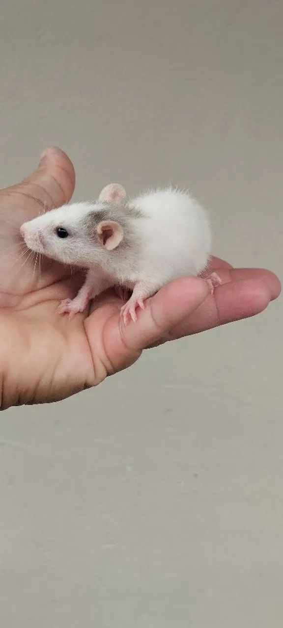 Filhotes ratos Twisters  - Foto 5