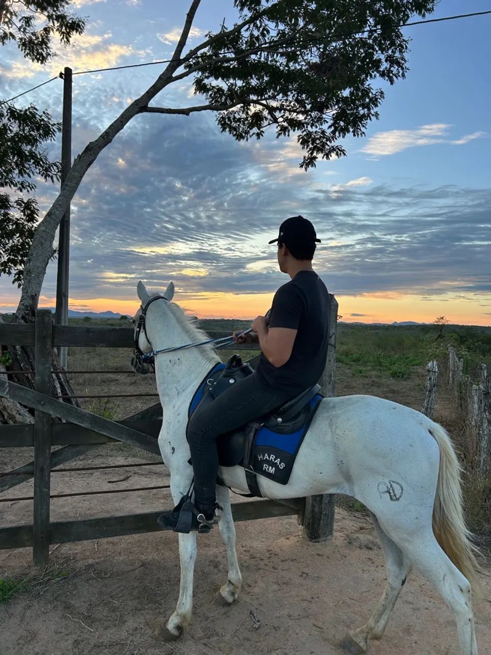 Cavalo Marcha picada  - Foto 4