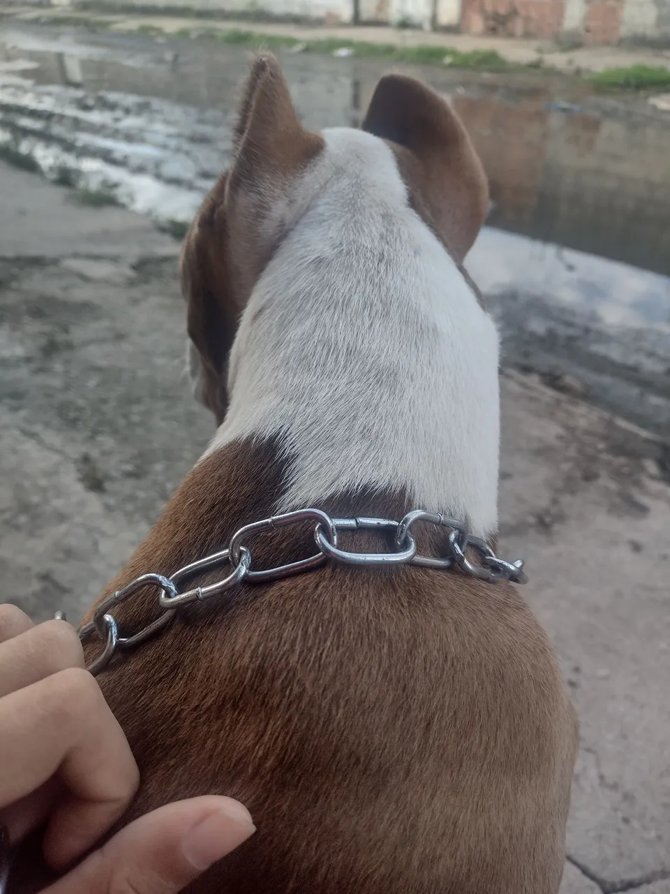 Pitbull para futura cruza