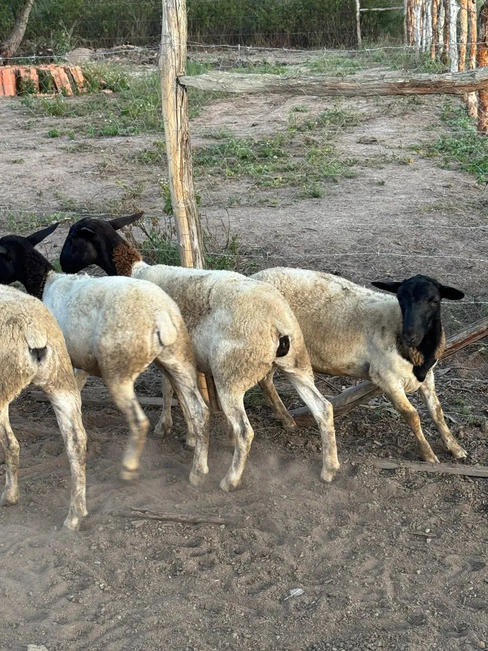 Carneiro e ovelhas Dorper  - Foto 5