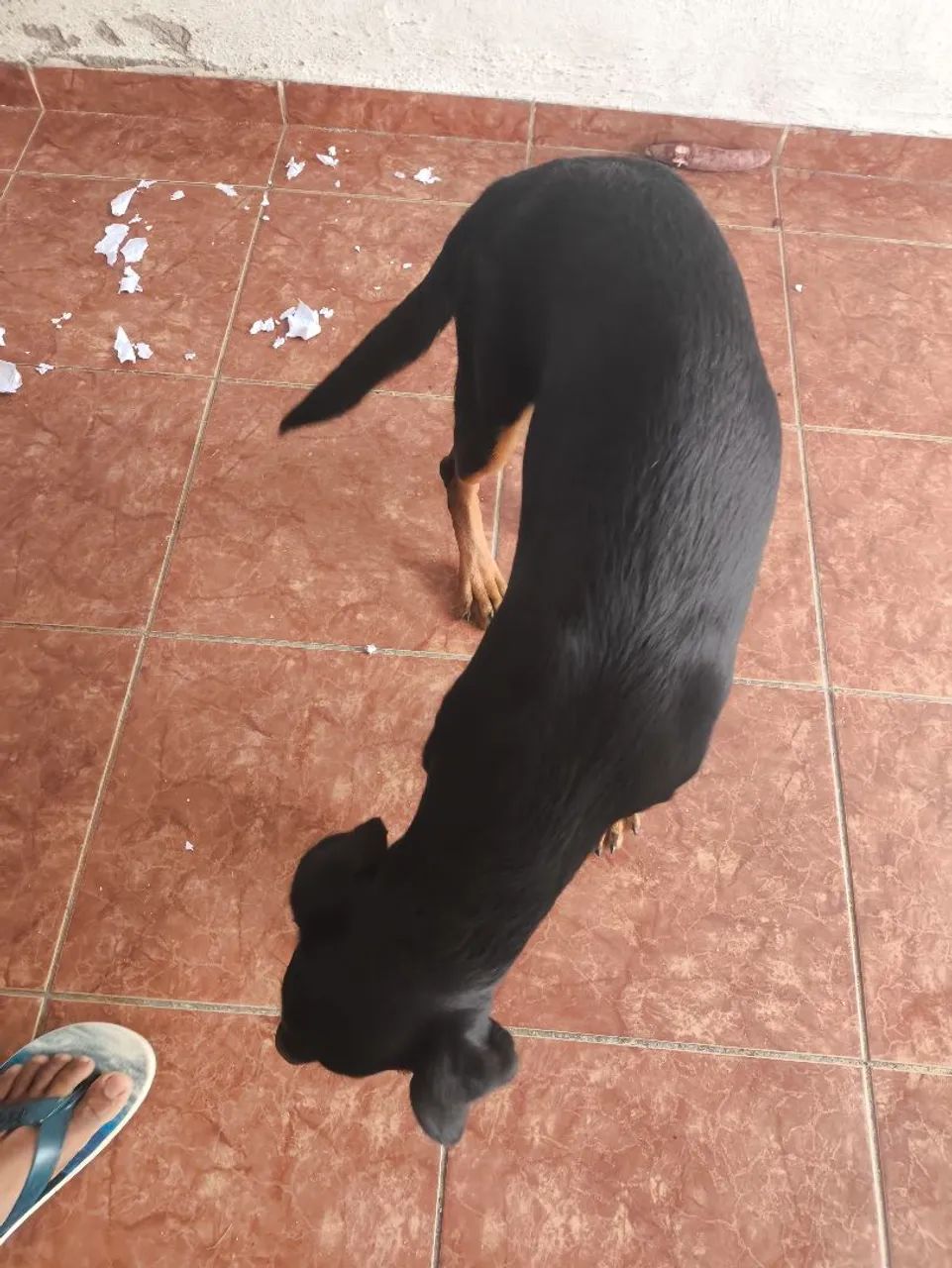 Cachorro Rottweiler