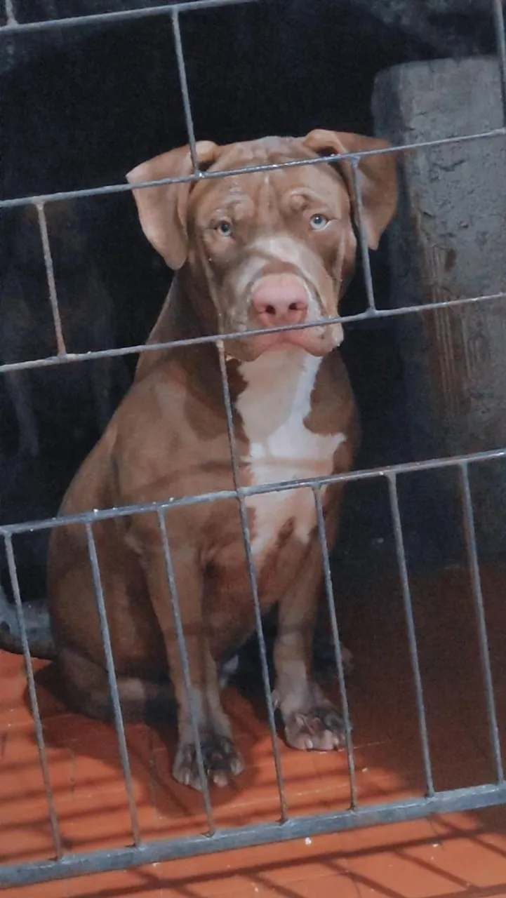 Filhote de Pitbull