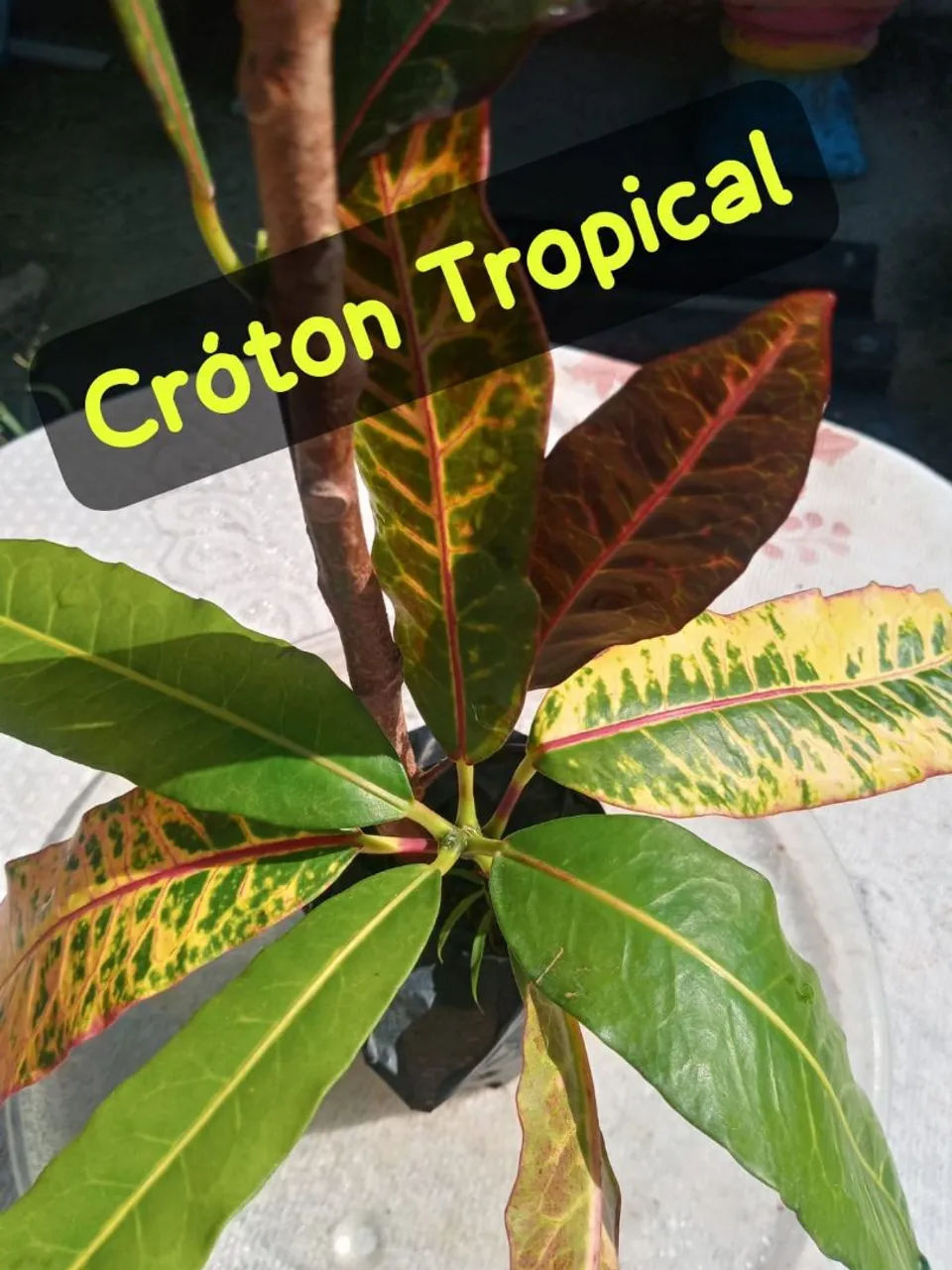 2 Muda Cróton Tropical -  Planta colorida para seu Jardim!
