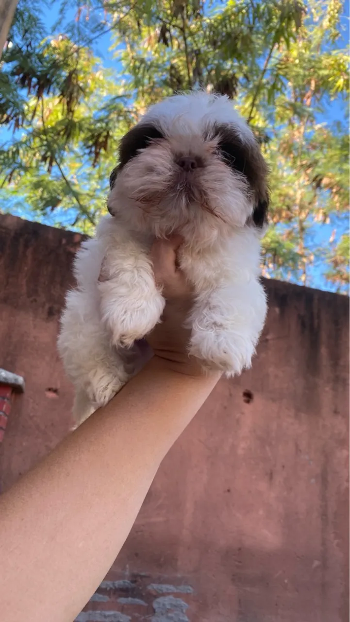 Filhote Shih Tzu macho (chocolate com branco)