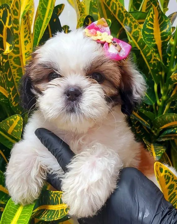 PROMOÇÃO DE FILHOTES DE SHIH-TZU 