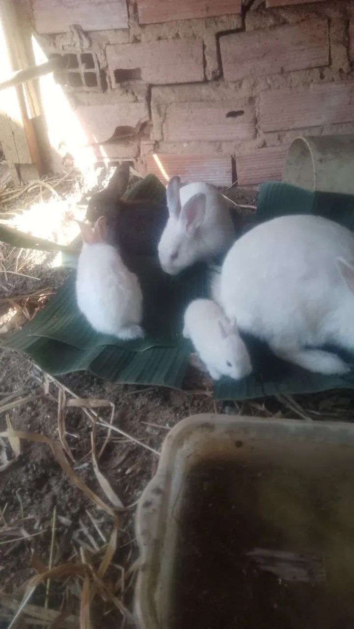Lindos coelhos três cores diferentes - Foto 2