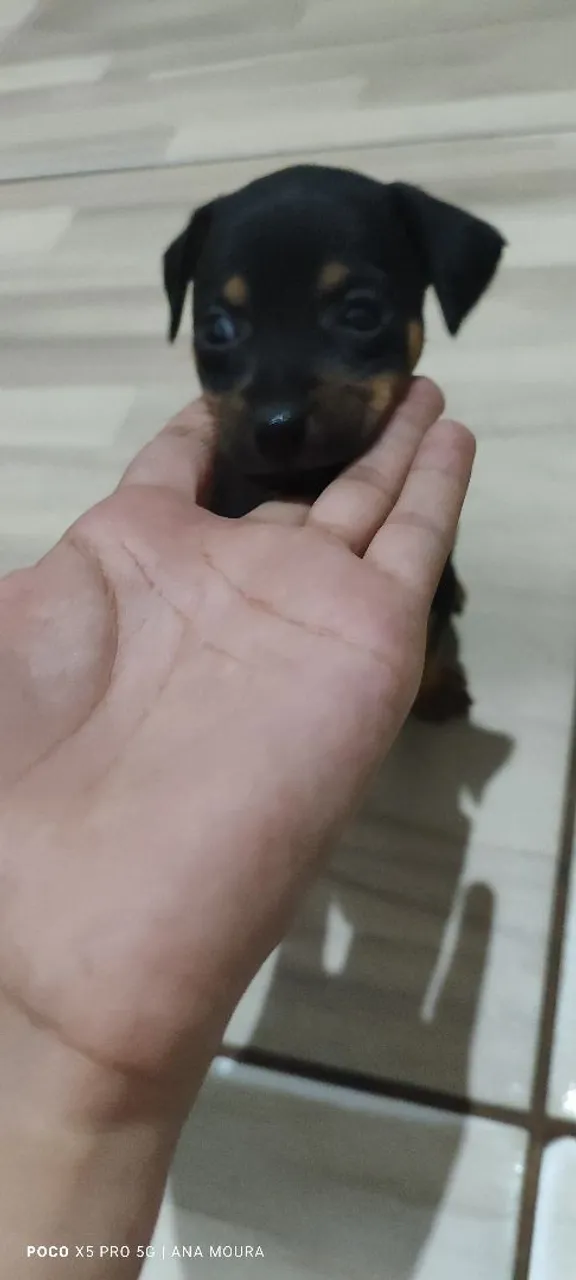 Pinscher