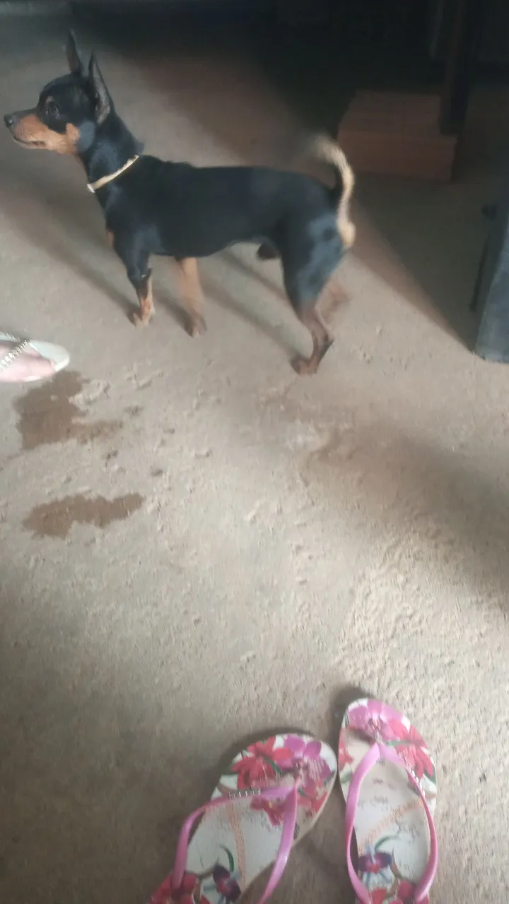 Pinscher disponível venda, motivo sem tempo pra ficar em casa