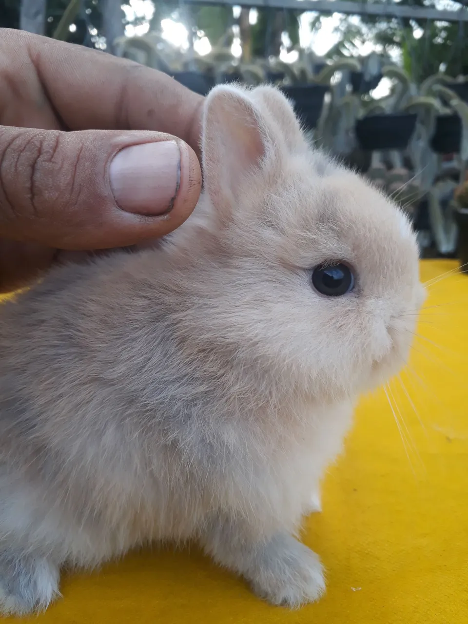 Coelho anão importado