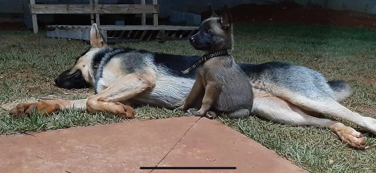 Filhotes de Pastor alemão/Belga - Foto 5