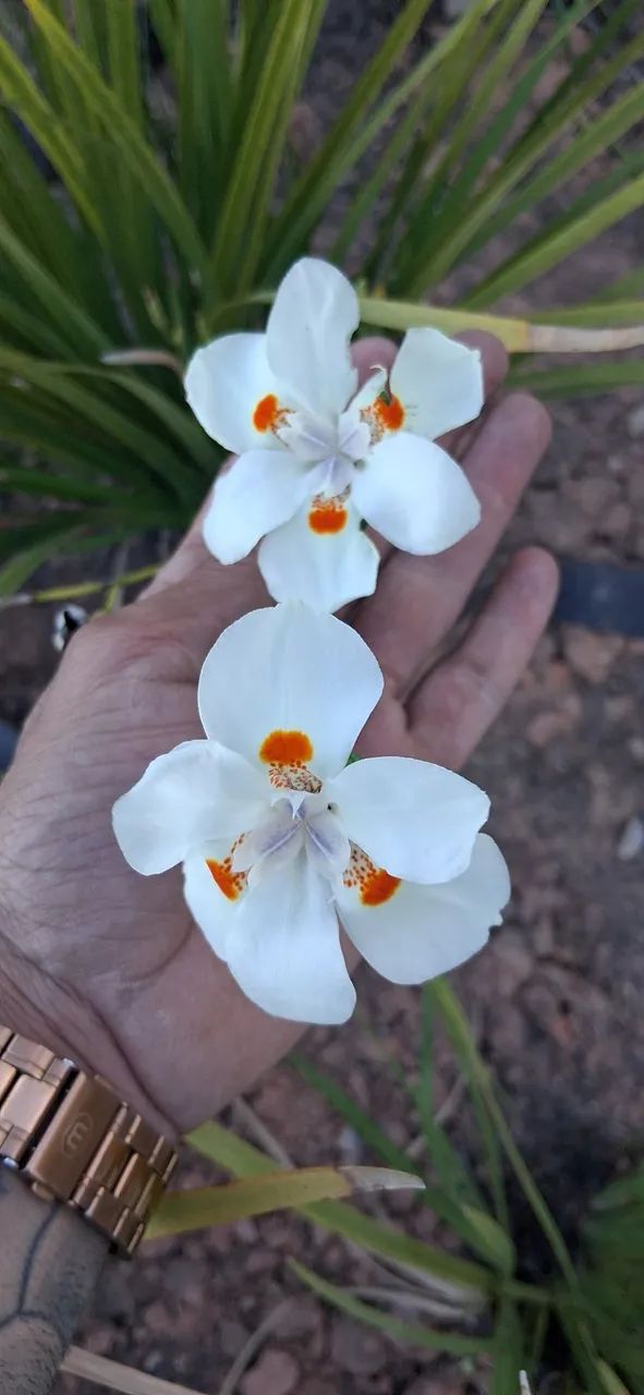 Jardinagem e paisagismo  - Foto 4