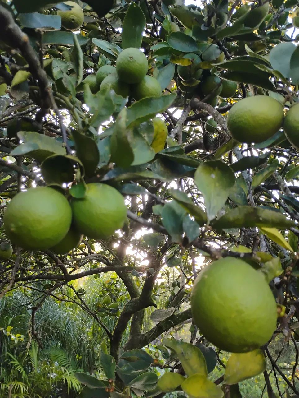 Mudas frutíferas produzindo em Criciúma-Sc - Foto 3