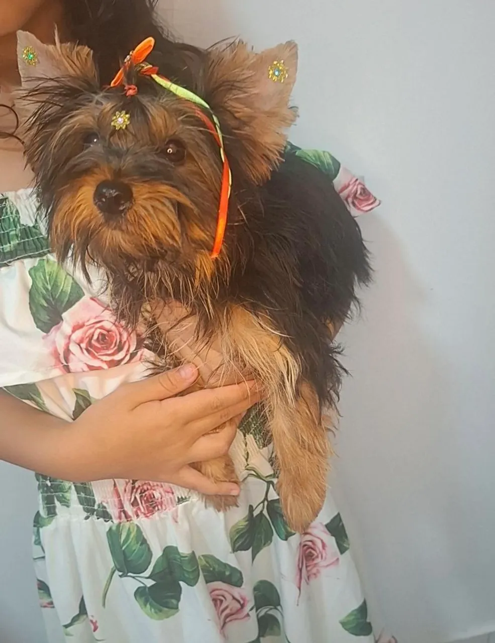 Filhote de Yorkshire Terrier fêmea 