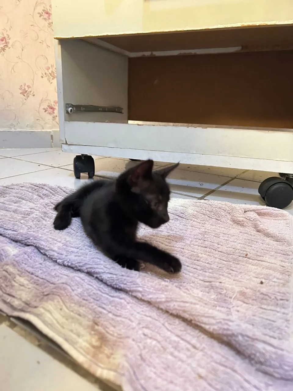 Gatinho Preto para Adoção