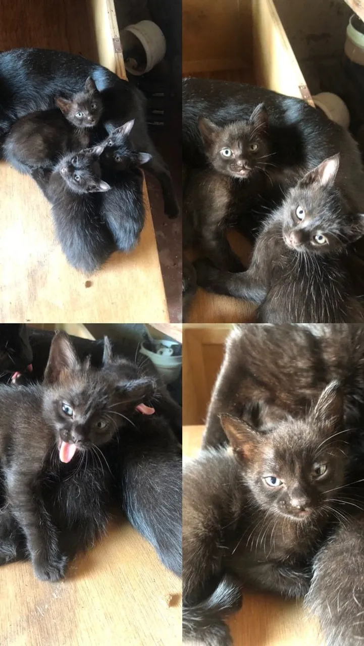 Gato