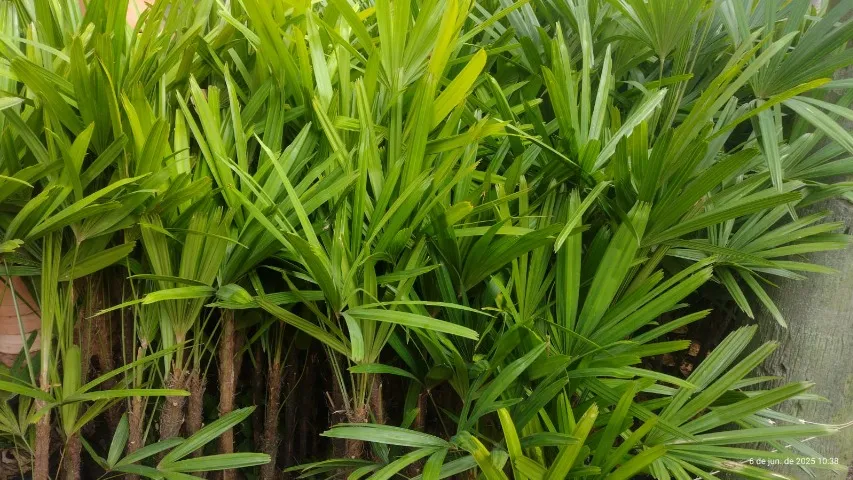 Vendesse mudas novas de palmeira Rhapis
