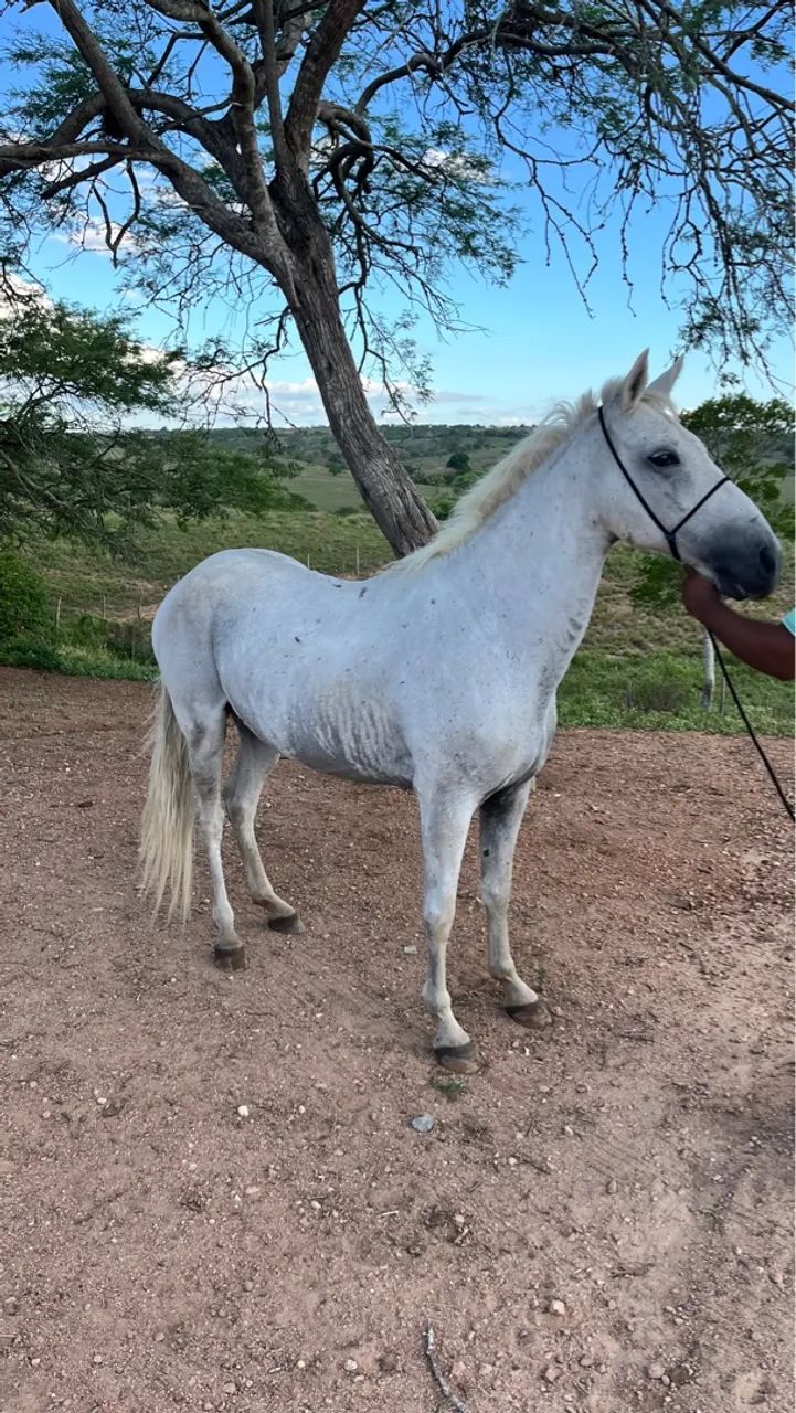 Cavalo Marcha picada  - Foto 3