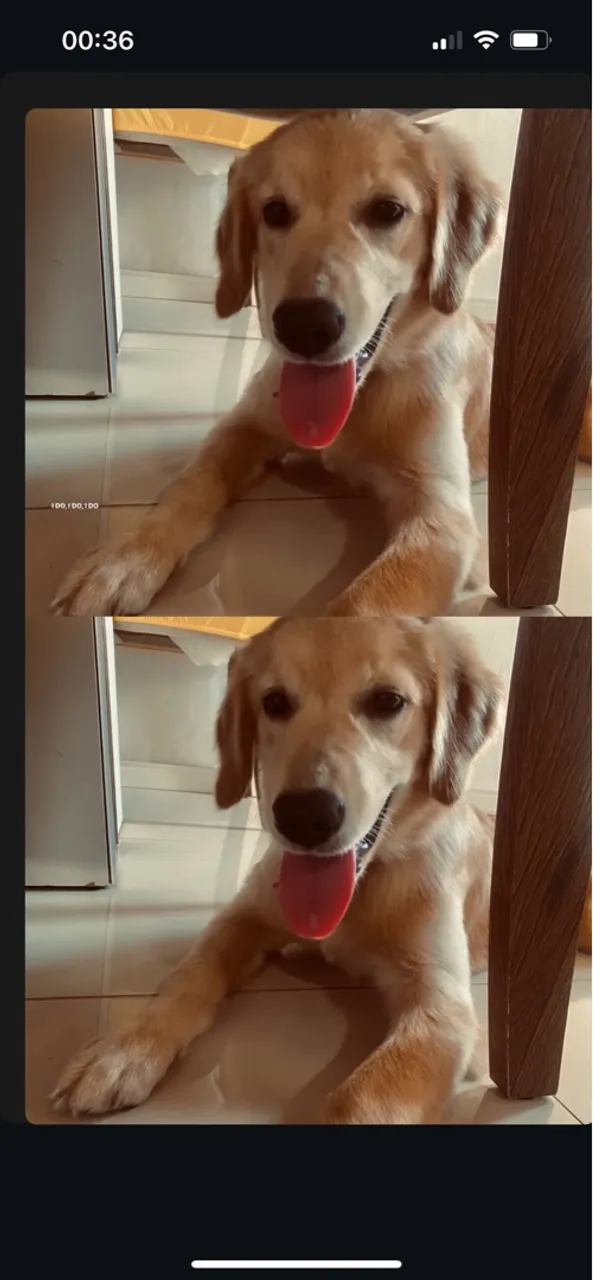Golden Retriever Filhote - Amor e Lealdade em 4 Patas!