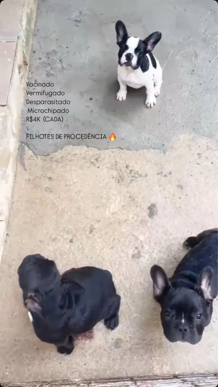 Filhotes de Bulldog Francês - Vacinados e Vermifugados