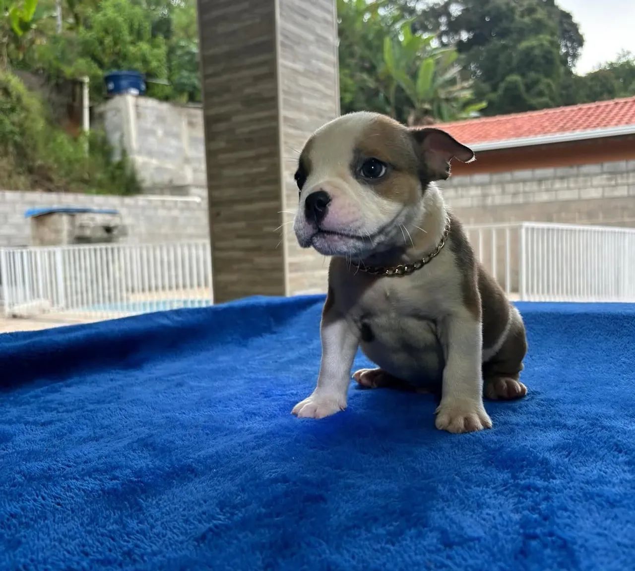 Filhote de American Bully Pocket - Foto 3